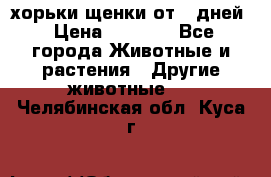 хорьки щенки от 35дней › Цена ­ 4 000 - Все города Животные и растения » Другие животные   . Челябинская обл.,Куса г.